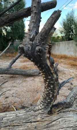 Oct 10 - Dragon head_dead tamarisk branch.